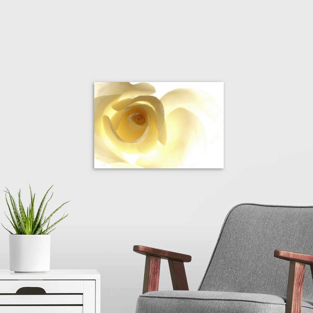 A modern room featuring Big, horizontal close up photograph of a single yellow rose that is brightly lit from behind, cau...