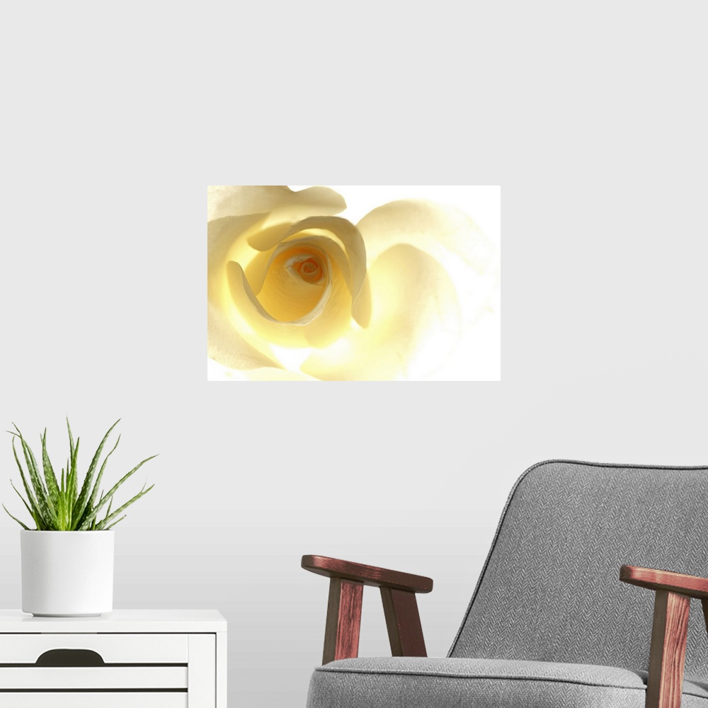 A modern room featuring Big, horizontal close up photograph of a single yellow rose that is brightly lit from behind, cau...
