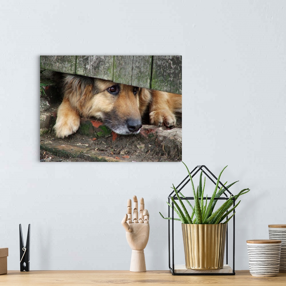 A bohemian room featuring A German Shepherd dog waits and longs for some attention.