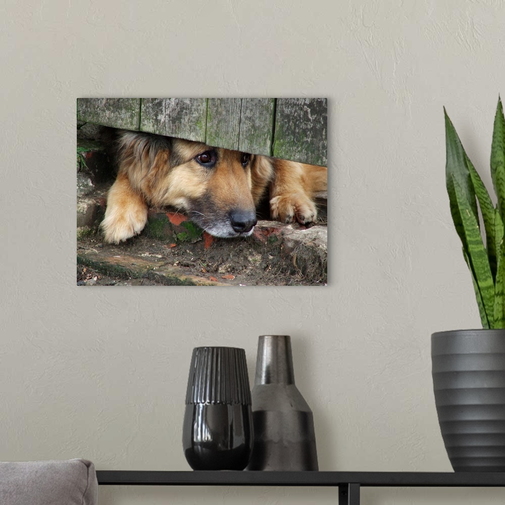 A modern room featuring A German Shepherd dog waits and longs for some attention.