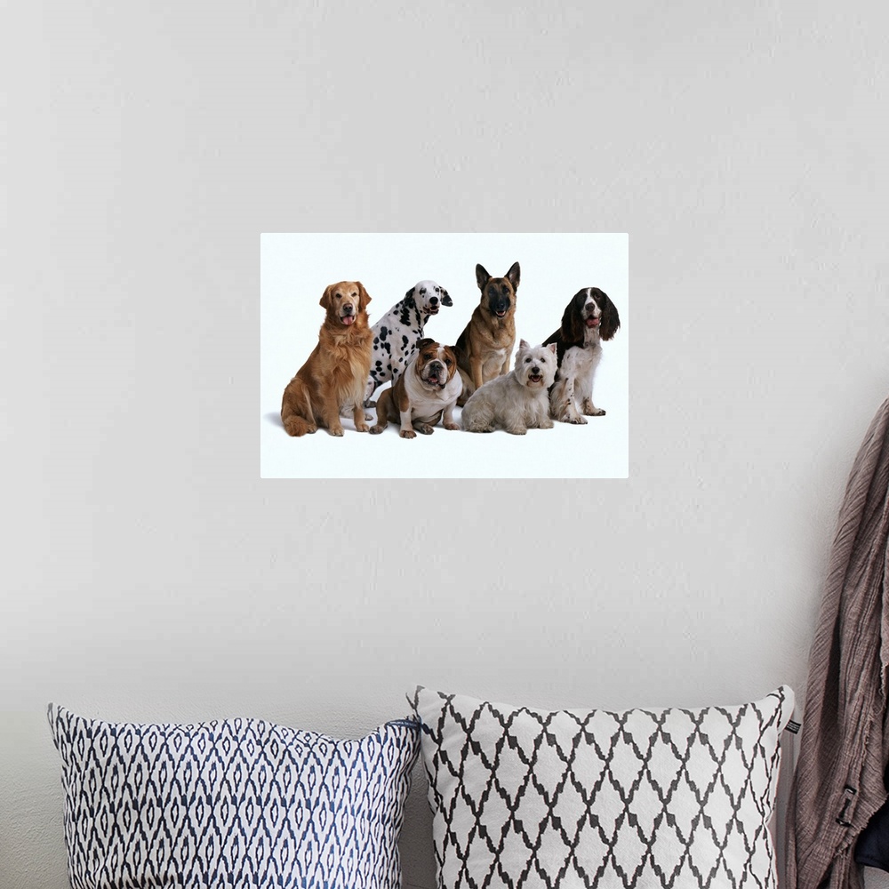 A bohemian room featuring Six different breeds