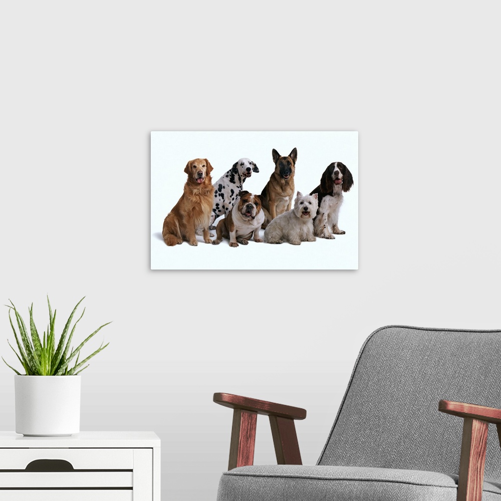 A modern room featuring Six different breeds