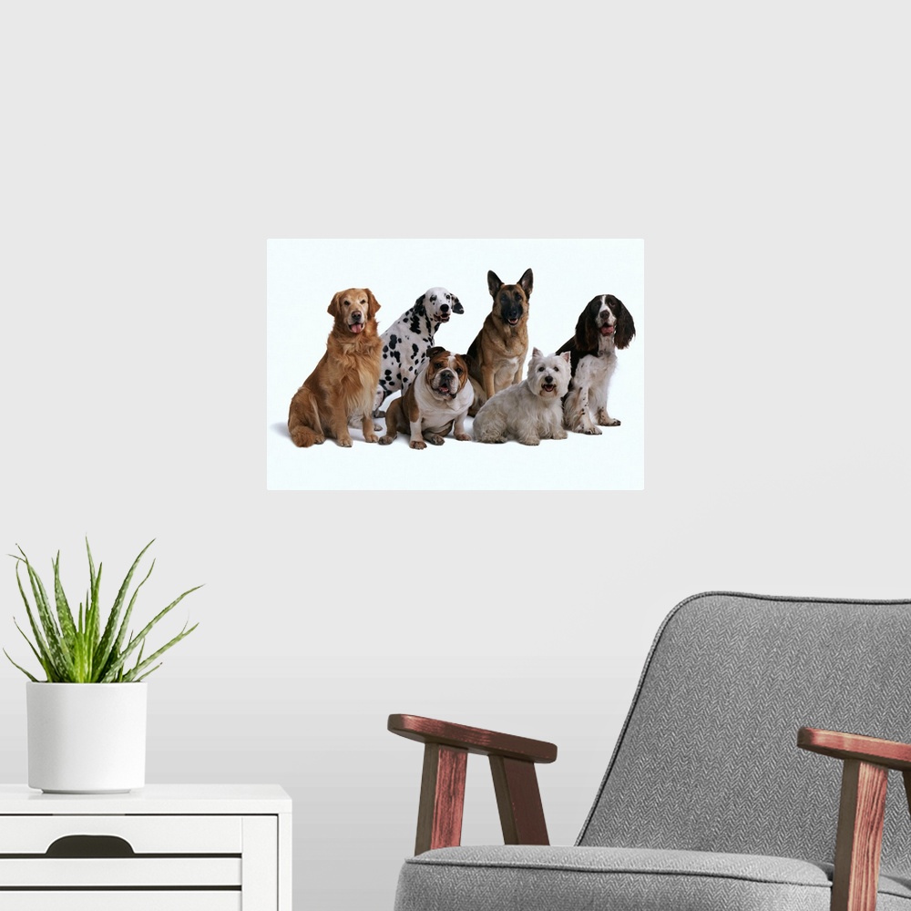 A modern room featuring Six different breeds
