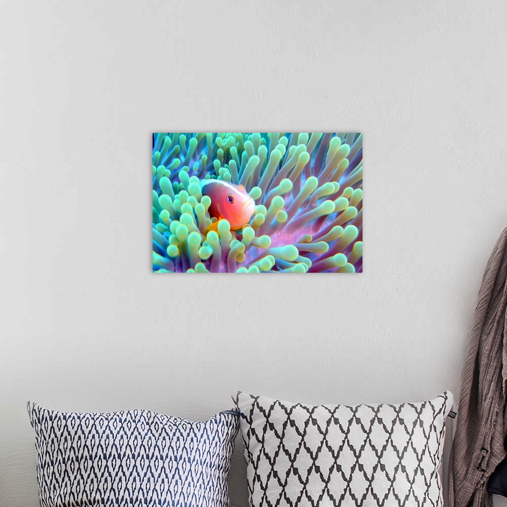 A bohemian room featuring Horizontal photograph on a big wall hanging of a skunk fish peeking out of a glowing sea anemone.