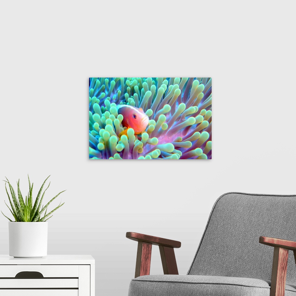 A modern room featuring Horizontal photograph on a big wall hanging of a skunk fish peeking out of a glowing sea anemone.
