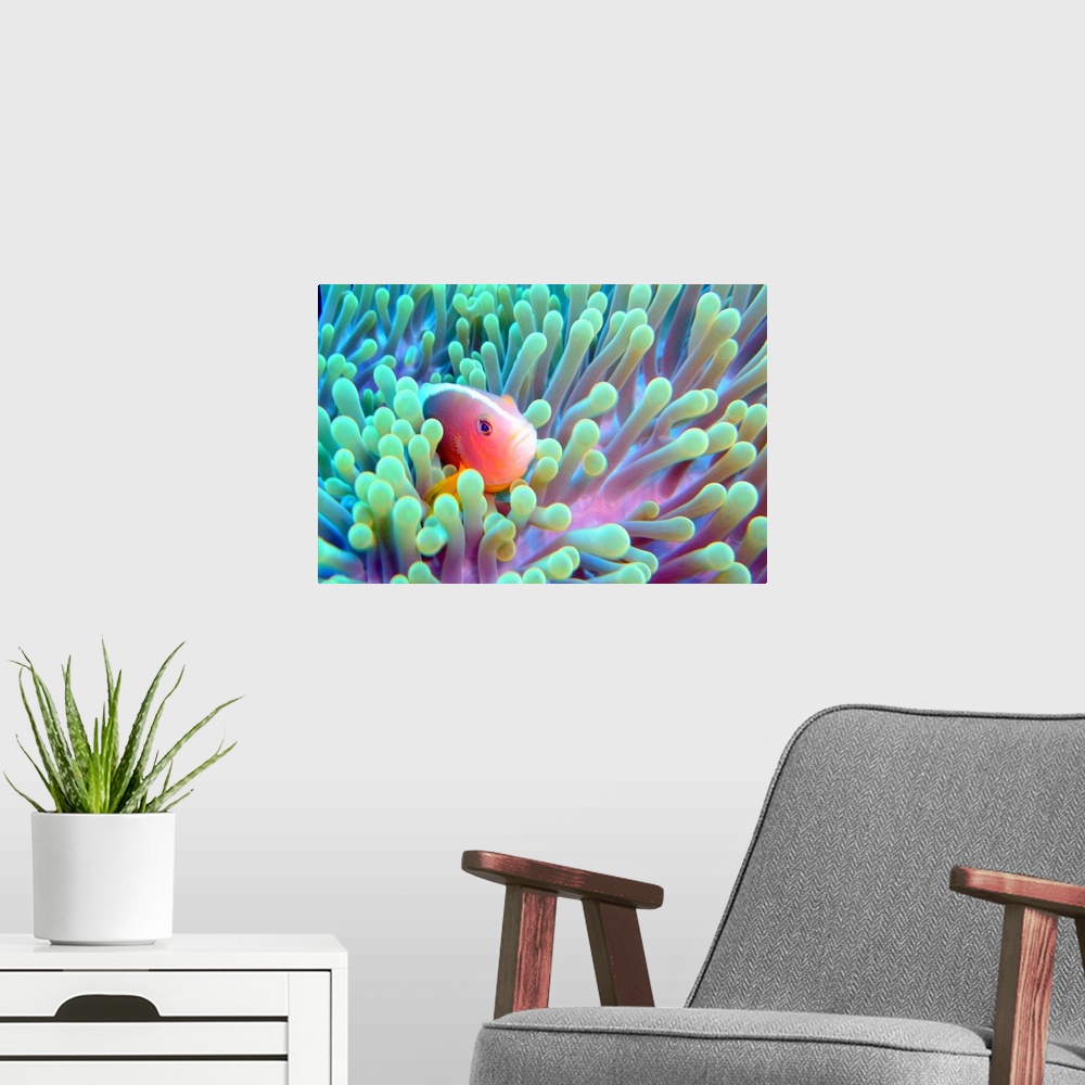 A modern room featuring Horizontal photograph on a big wall hanging of a skunk fish peeking out of a glowing sea anemone.