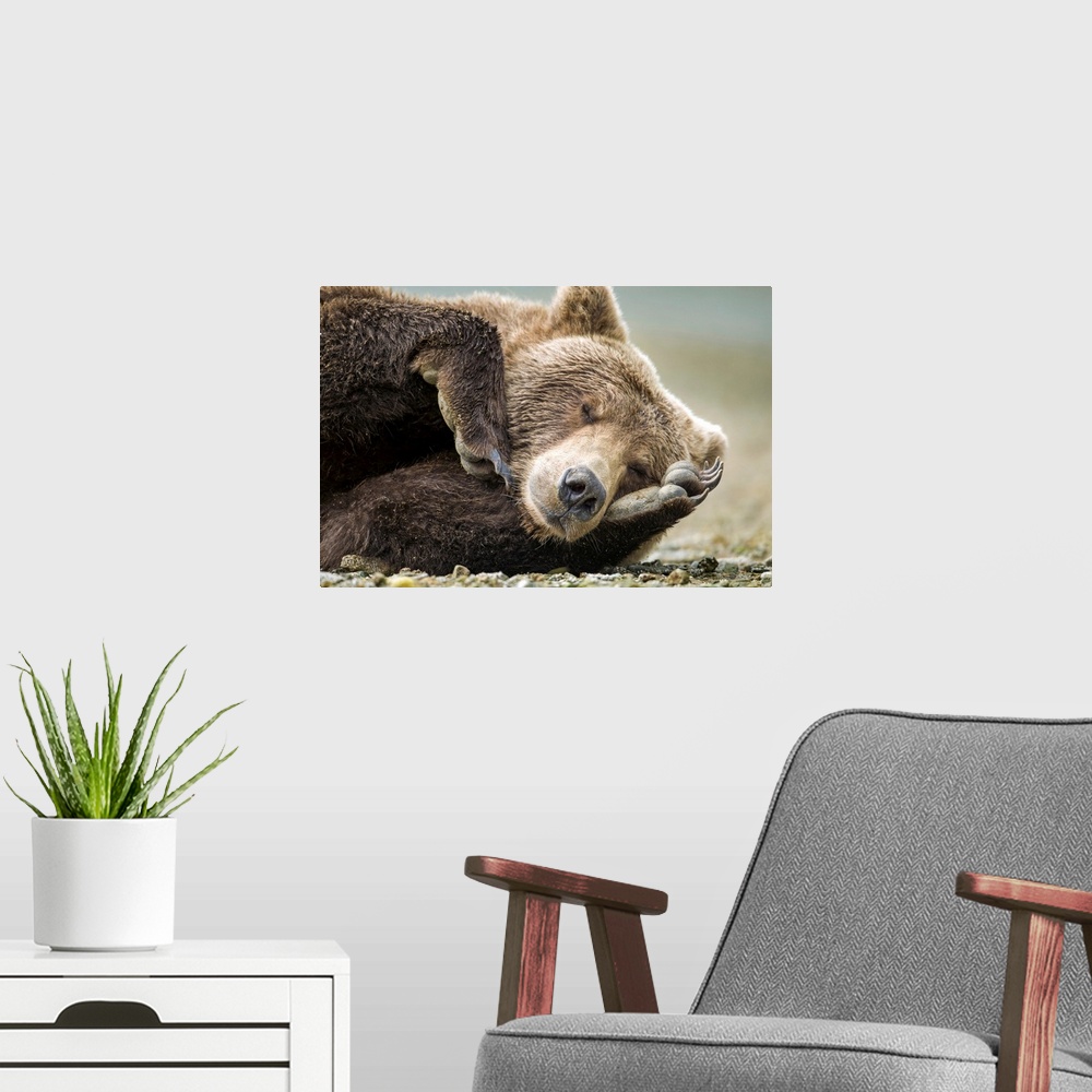A modern room featuring USA, Alaska, Katmai National Park, Coastal Brown Bear (Ursus arctos) resting on claws along salmo...