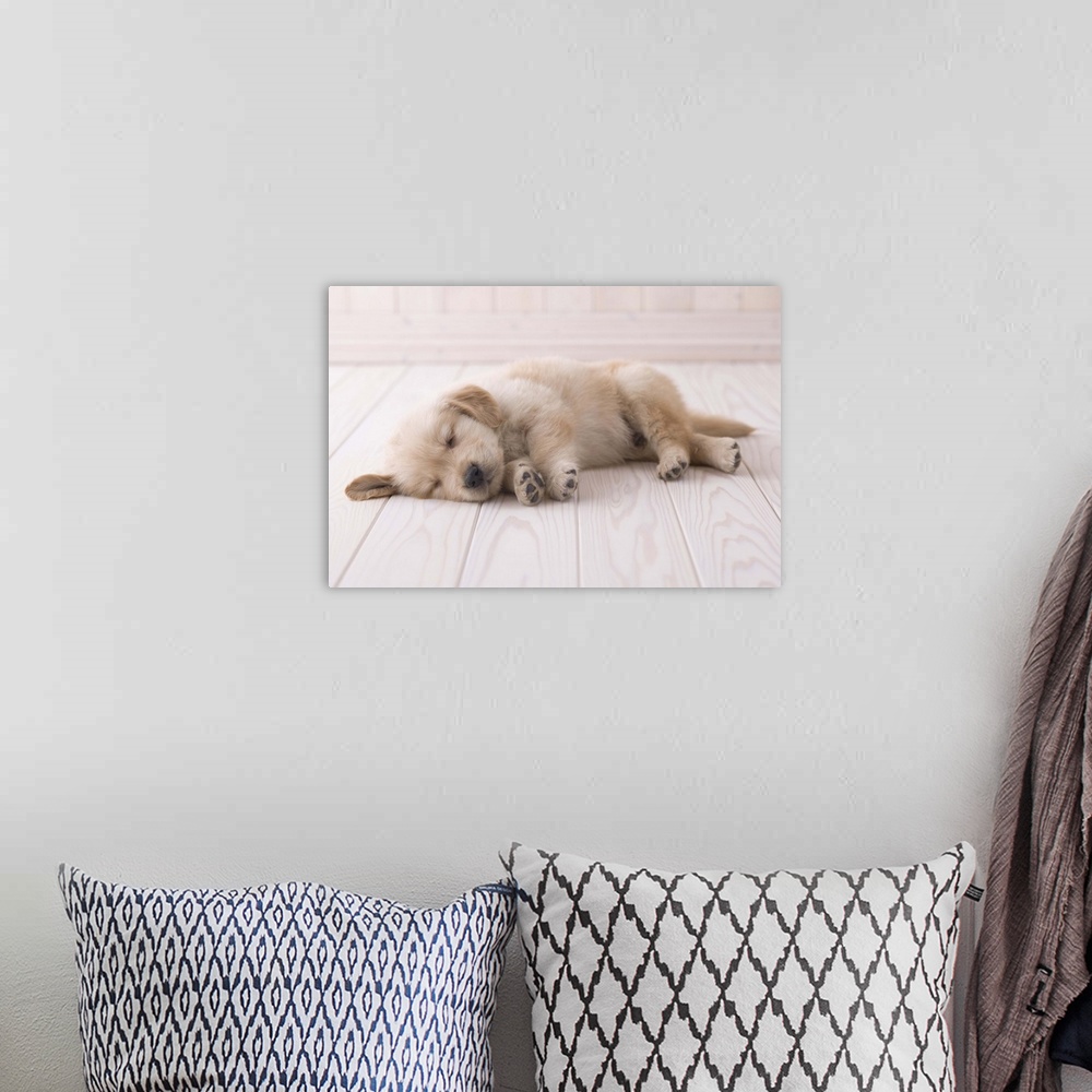 A bohemian room featuring Sleeping golden retriever puppy