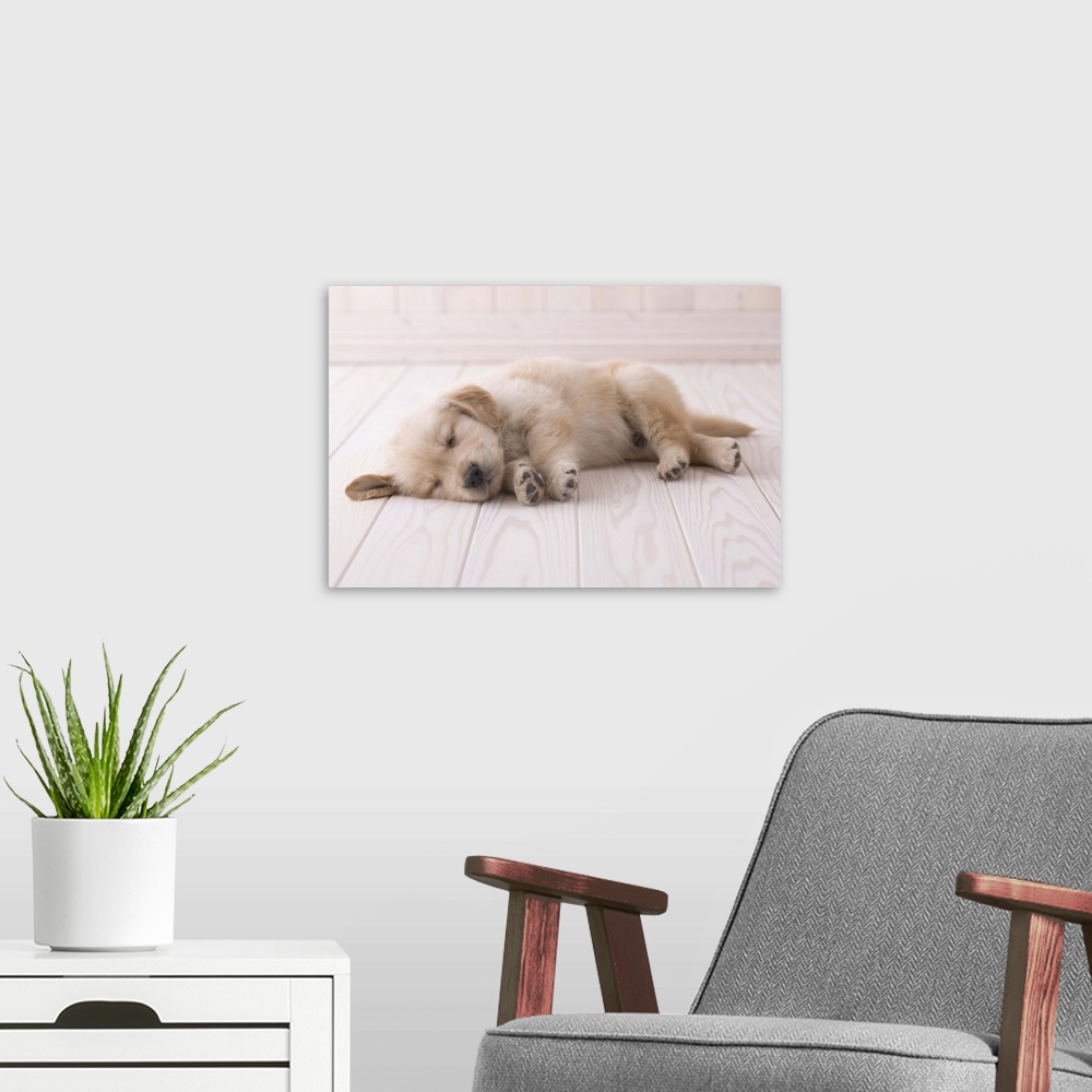 A modern room featuring Sleeping golden retriever puppy