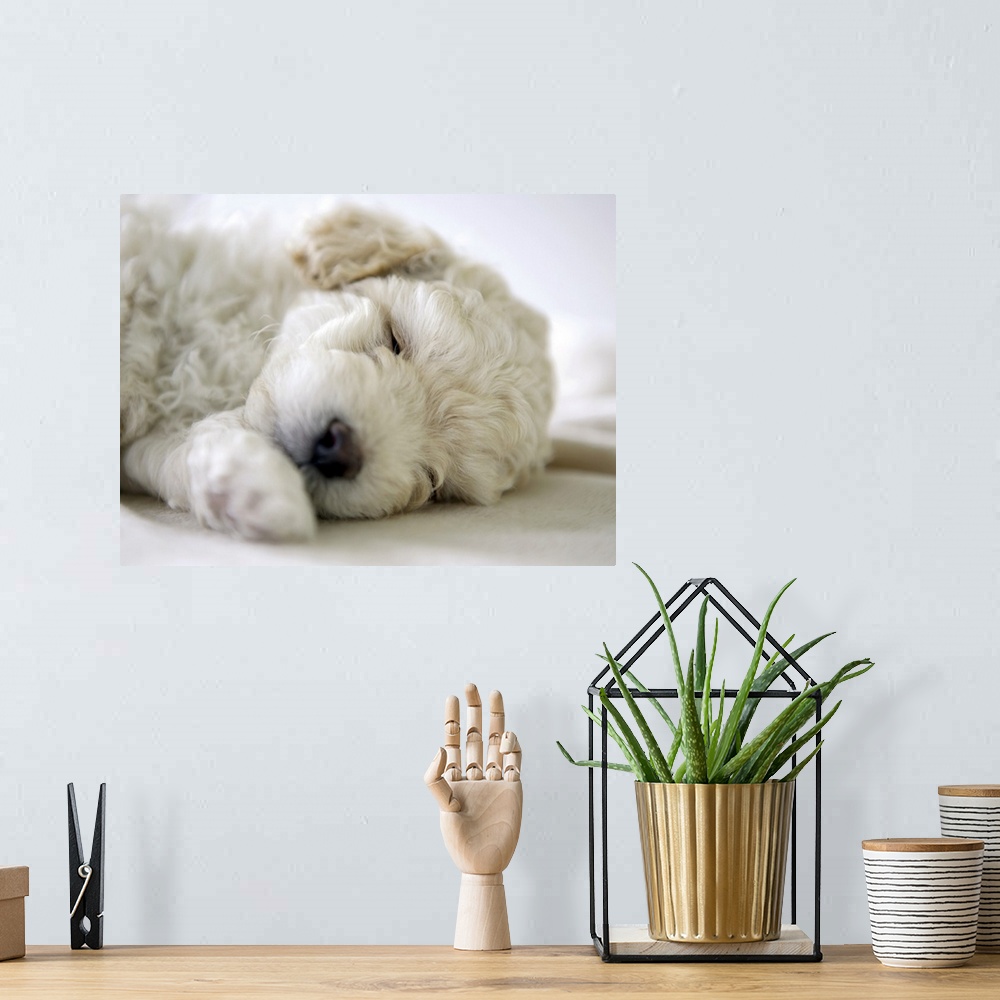 A bohemian room featuring Sleeping Poodle puppy