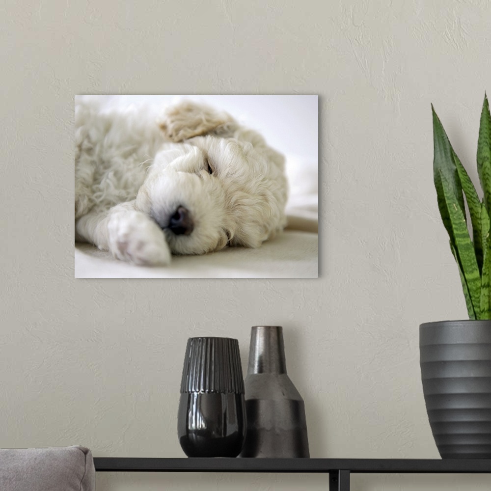 A modern room featuring Sleeping Poodle puppy