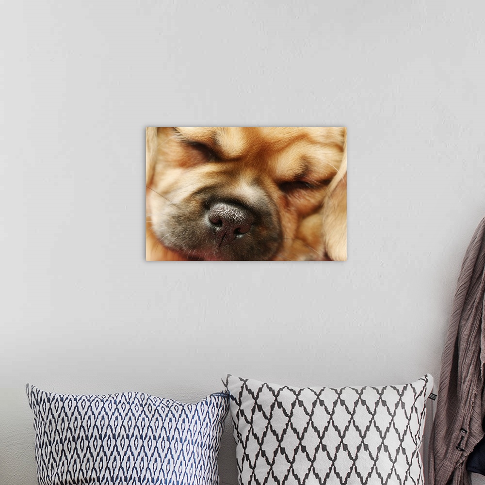 A bohemian room featuring Sleeping Pugalier Puppy Close up
