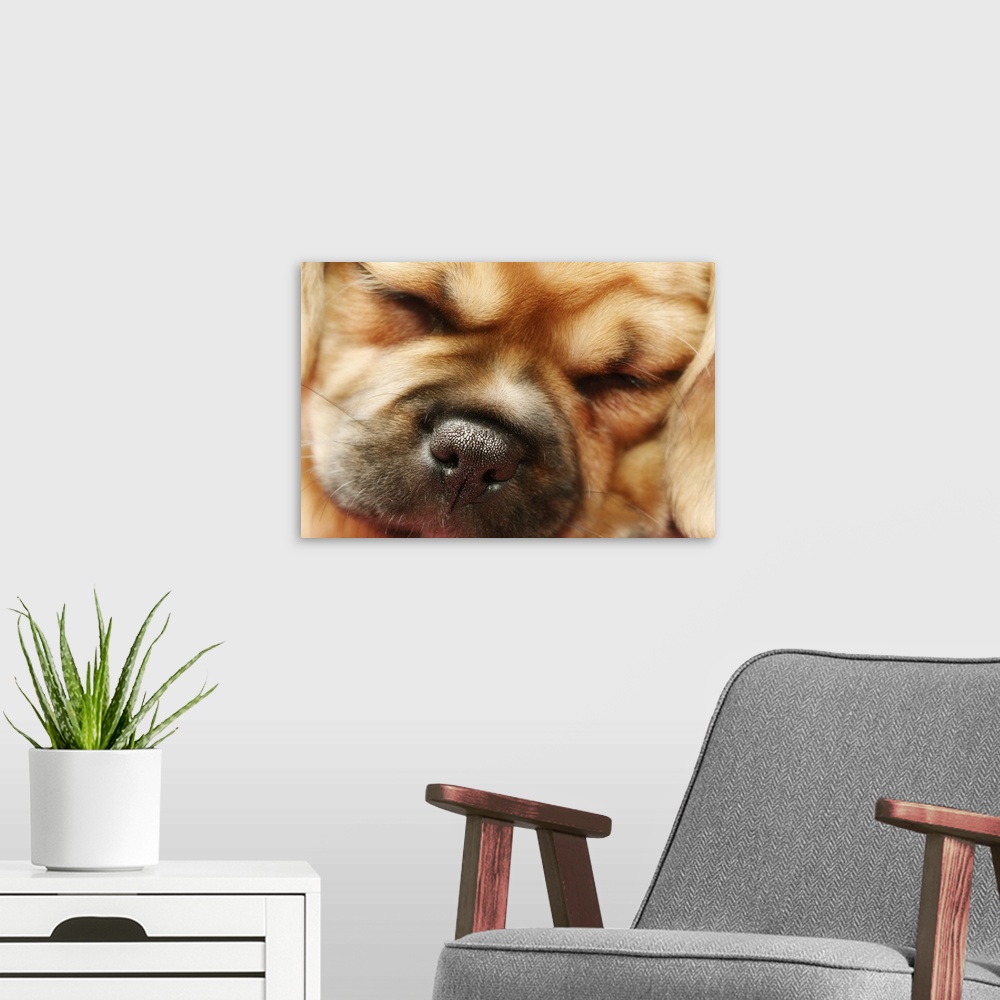 A modern room featuring Sleeping Pugalier Puppy Close up