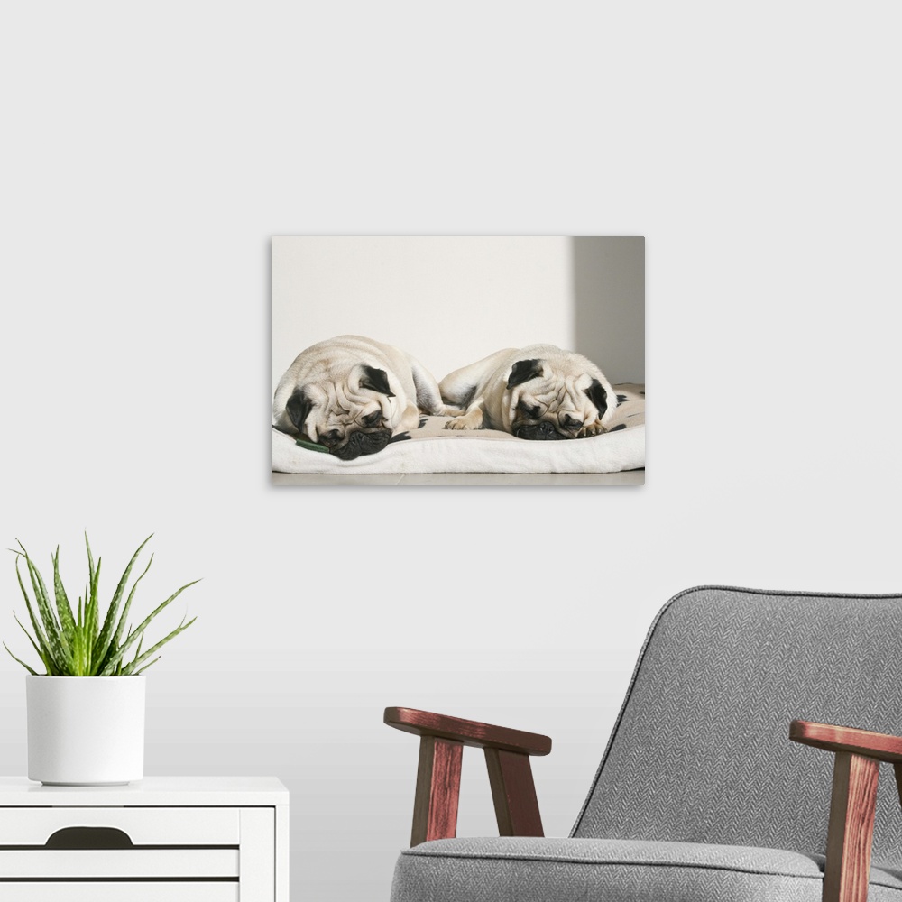 A modern room featuring Sleeping pugs resting in sun.
