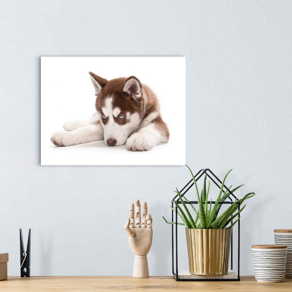 A bohemian room featuring Happy Holiday Christmas cute Brown and White Siberian Husky Puppy laying down because he is a sle...