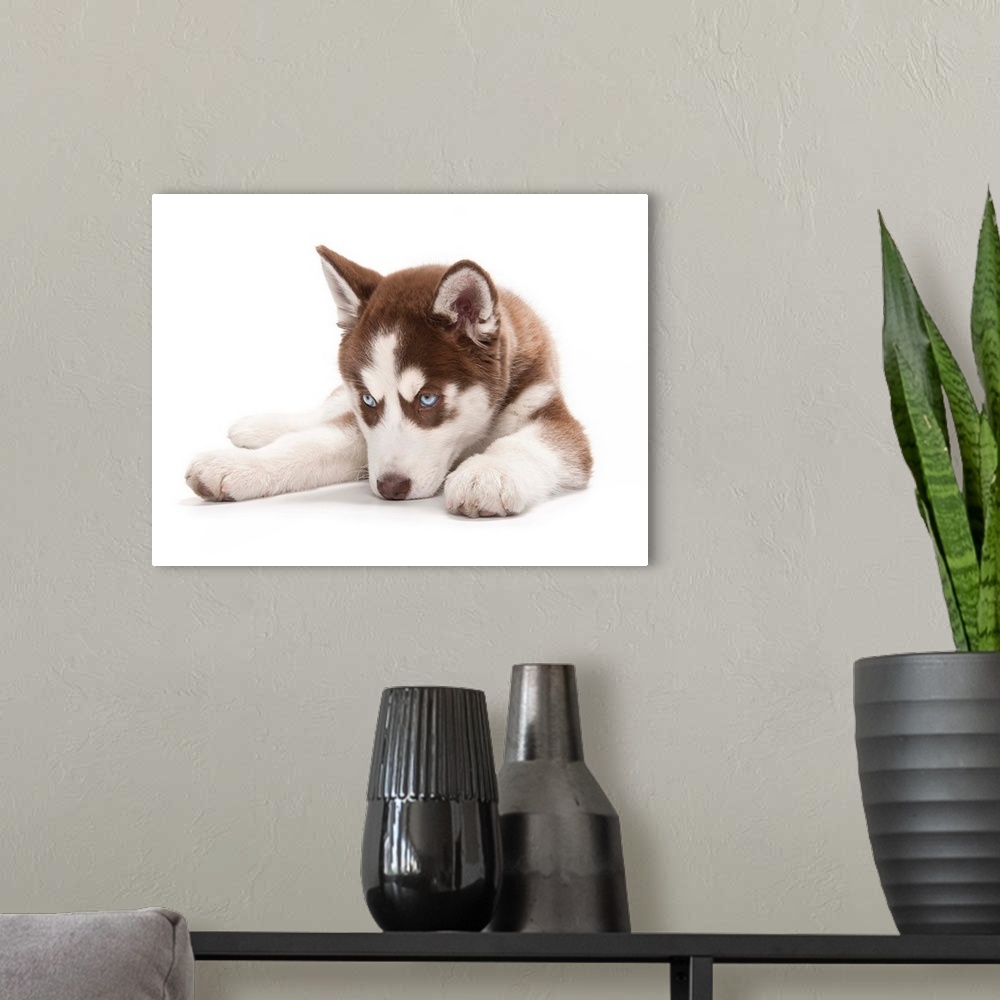 A modern room featuring Happy Holiday Christmas cute Brown and White Siberian Husky Puppy laying down because he is a sle...