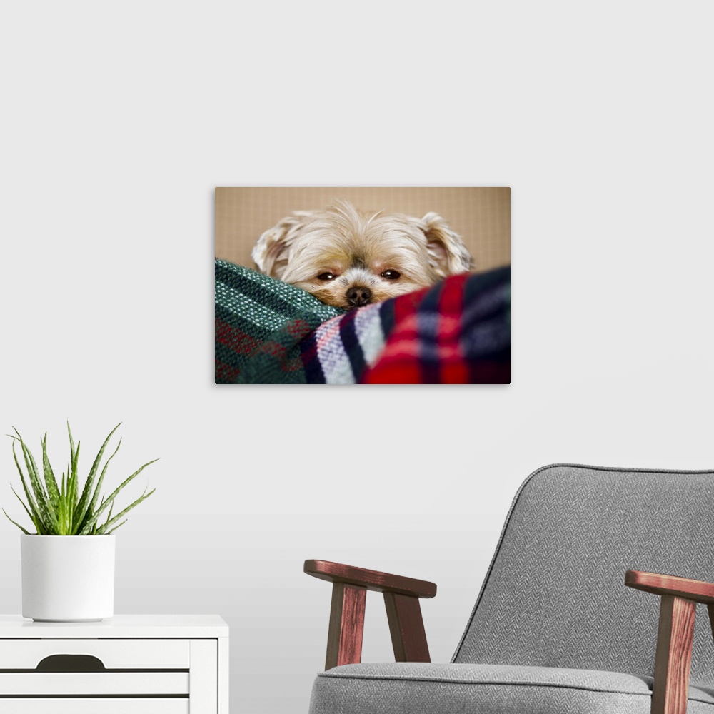 A modern room featuring Sleepy puppy in blanket, Canada.