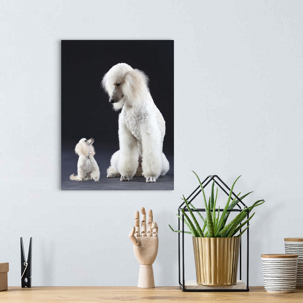 A bohemian room featuring Small and large white Poodle