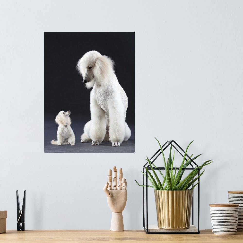 A bohemian room featuring Small and large white Poodle