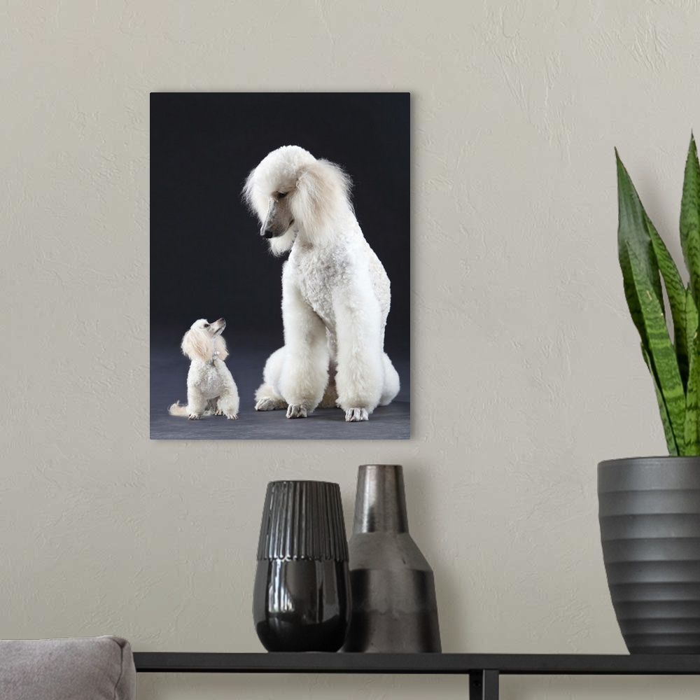 A modern room featuring Small and large white Poodle