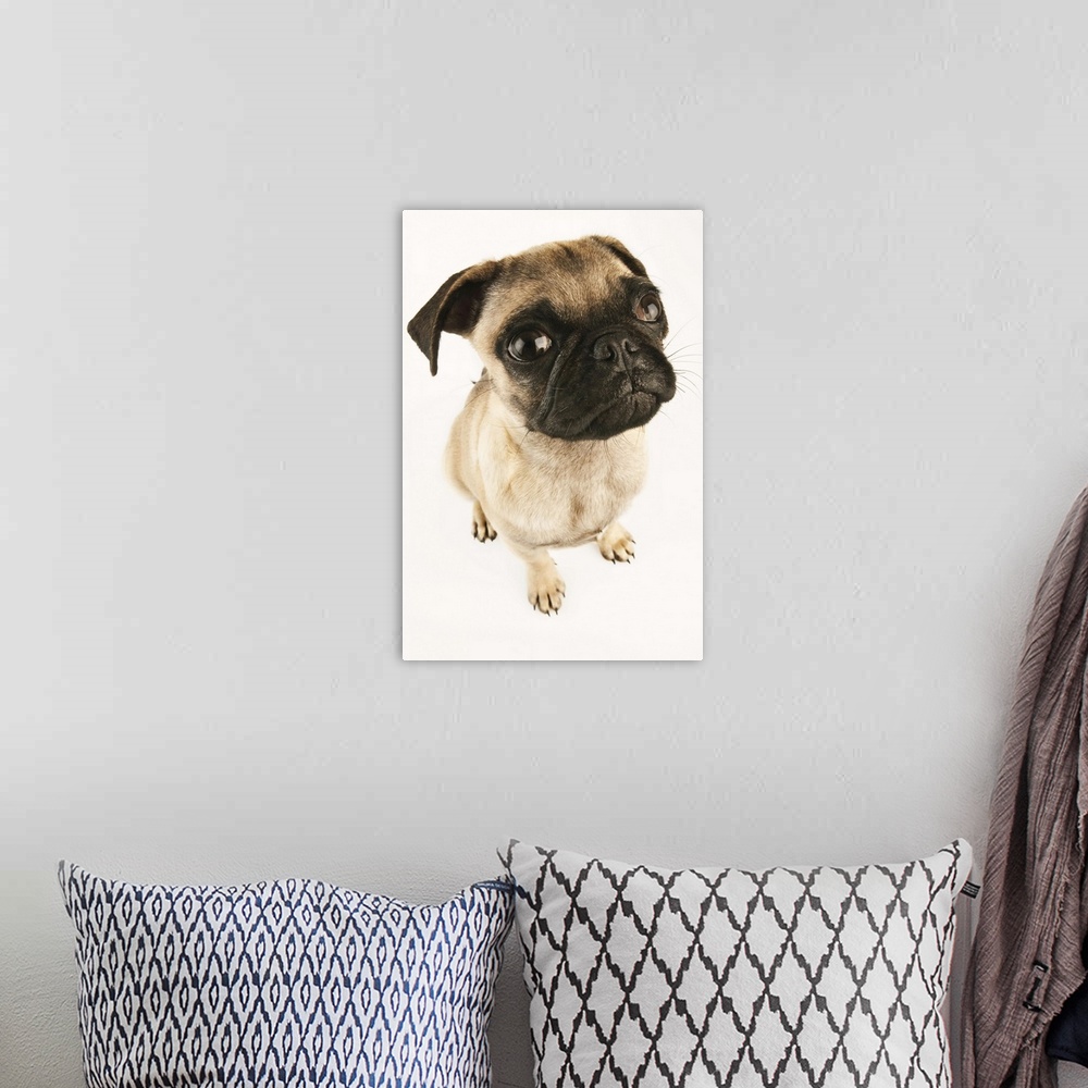 A bohemian room featuring Small breed of dog with short muzzled face. Studio shot against white background.