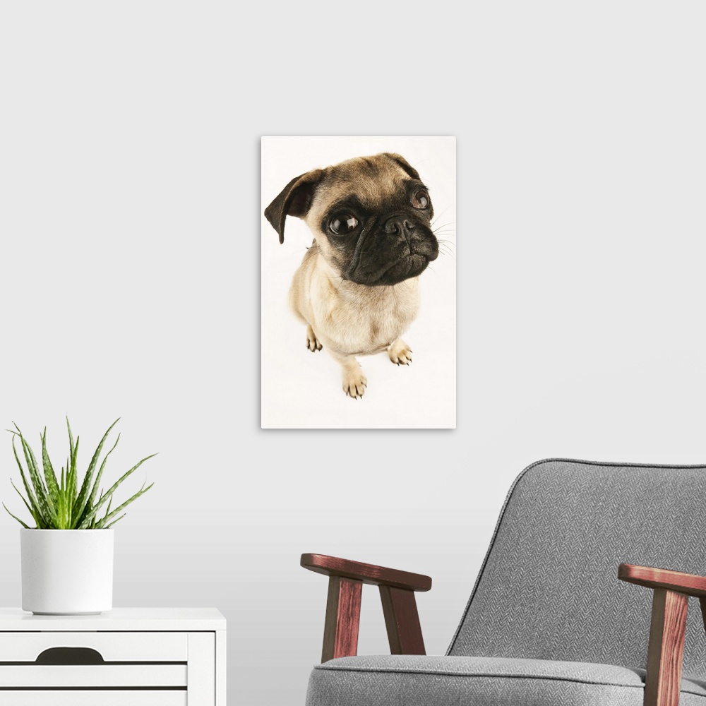 A modern room featuring Small breed of dog with short muzzled face. Studio shot against white background.