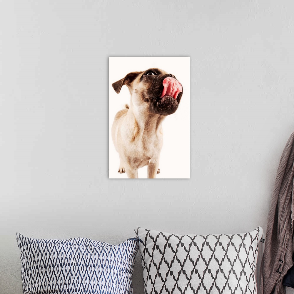 A bohemian room featuring Small breed of dog with short muzzled face. Shot in studio on white background.