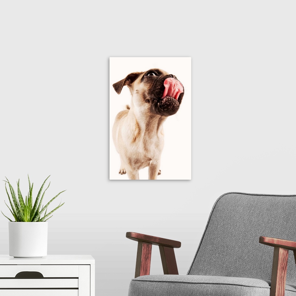 A modern room featuring Small breed of dog with short muzzled face. Shot in studio on white background.