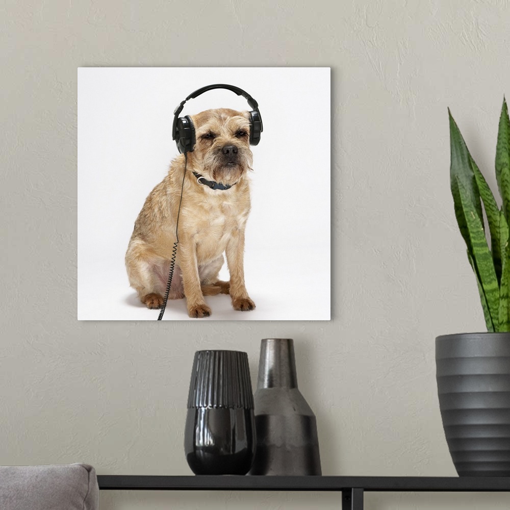 A modern room featuring Small dog wearing headphones