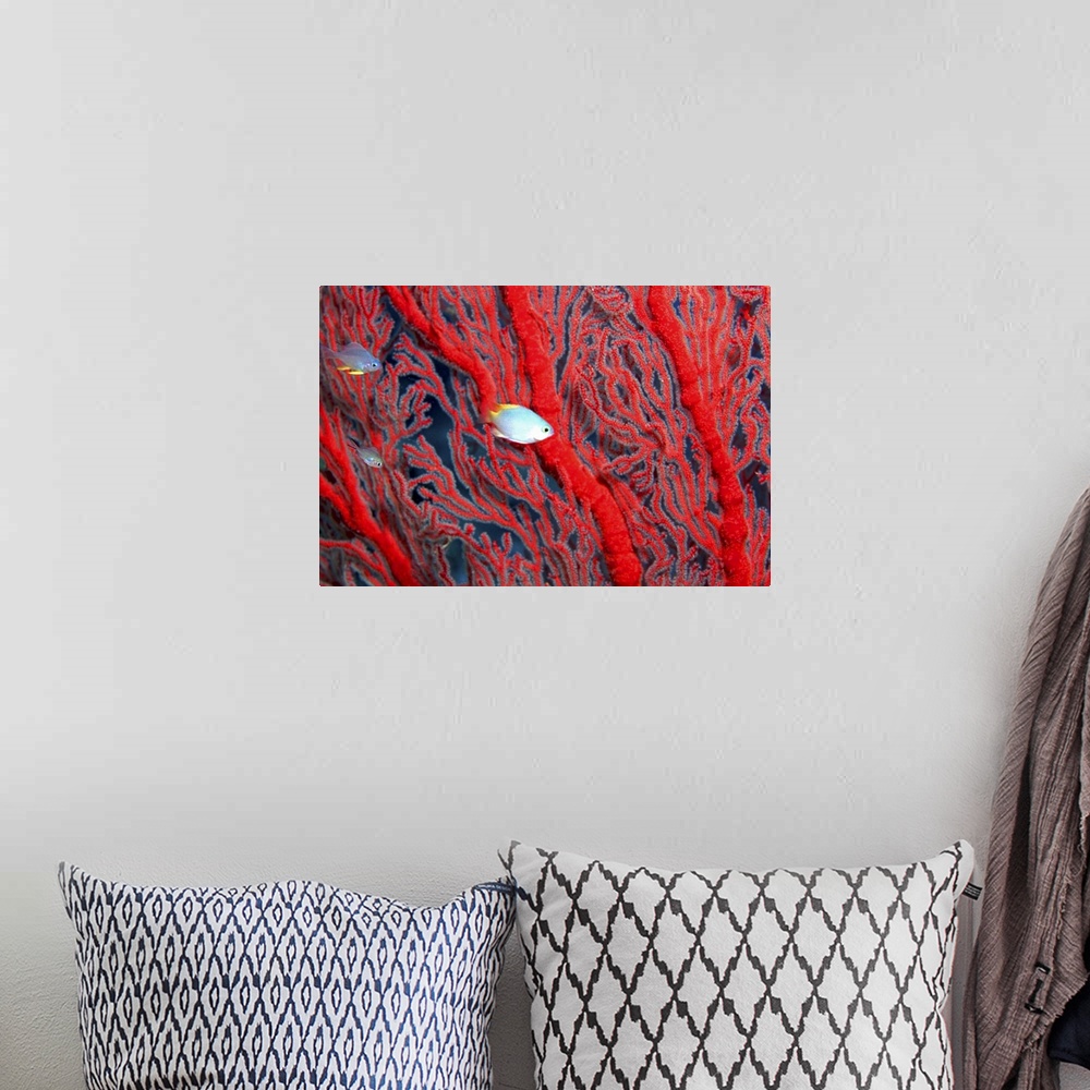 A bohemian room featuring Small fish swimming between red coral