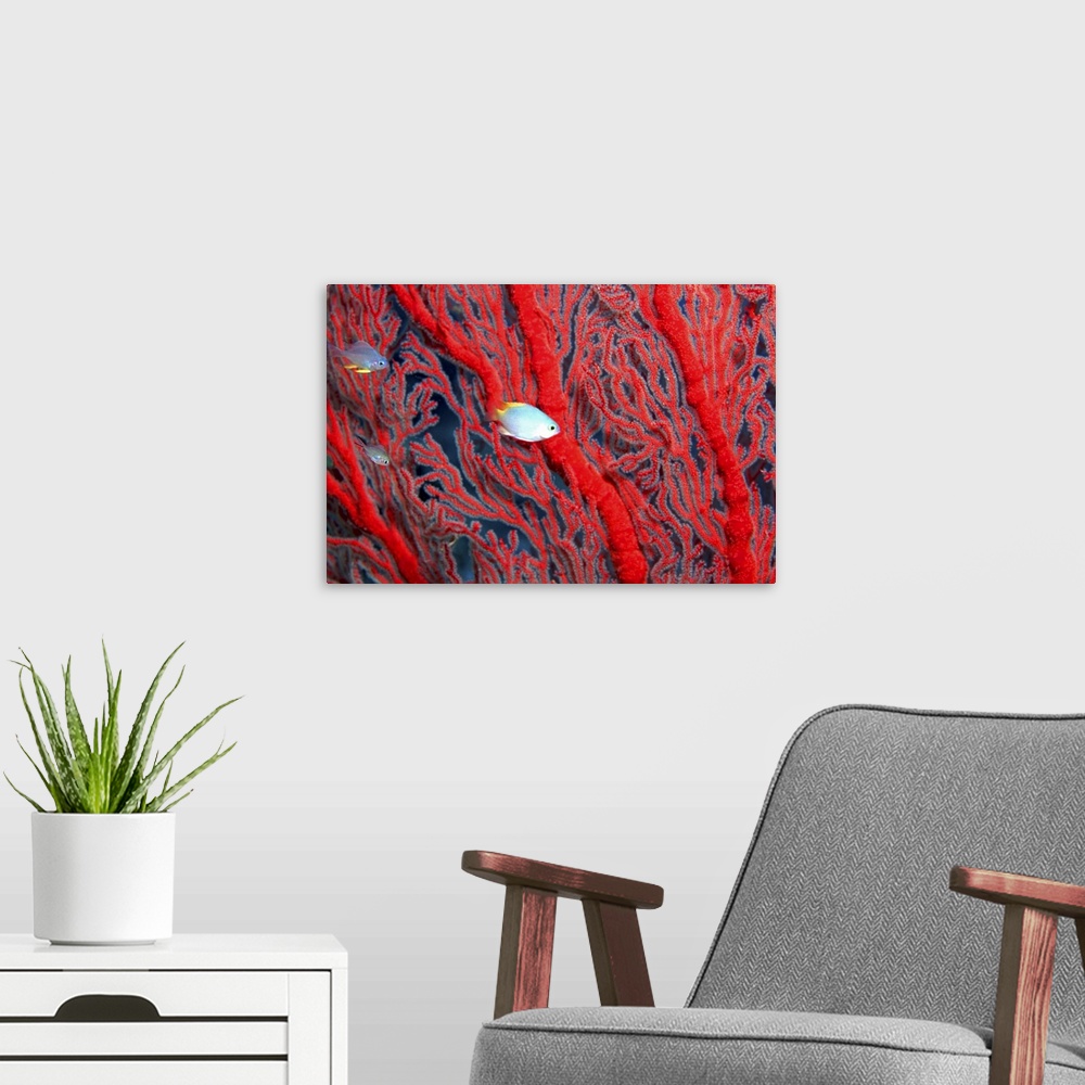 A modern room featuring Small fish swimming between red coral