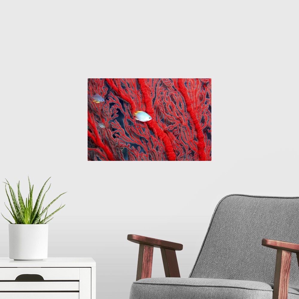 A modern room featuring Small fish swimming between red coral