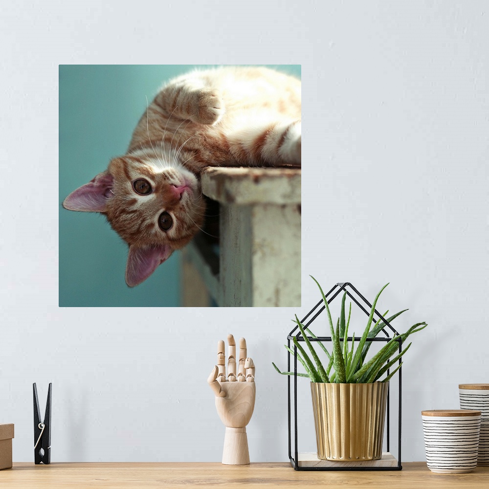 A bohemian room featuring Small ginger cat lying sideways on wooden table with his head leaning over the edge looking direc...