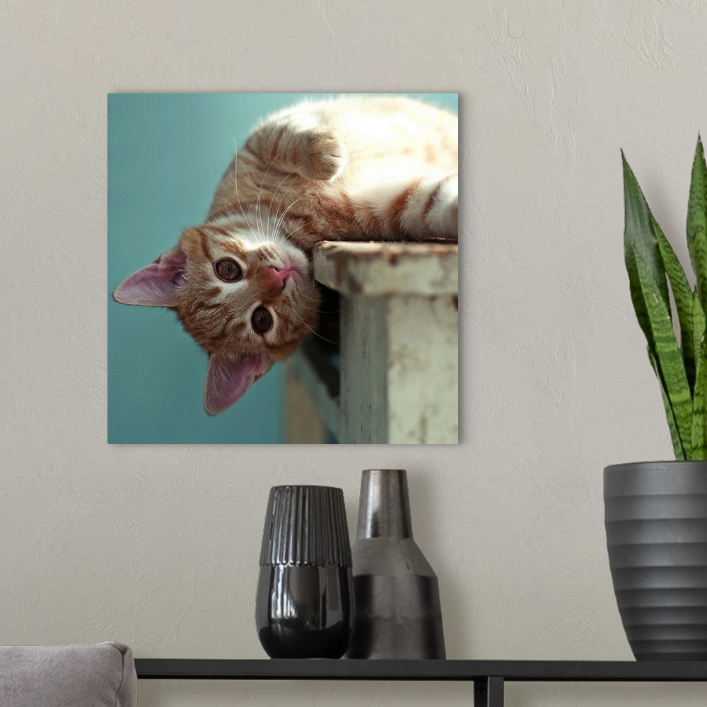 A modern room featuring Small ginger cat lying sideways on wooden table with his head leaning over the edge looking direc...