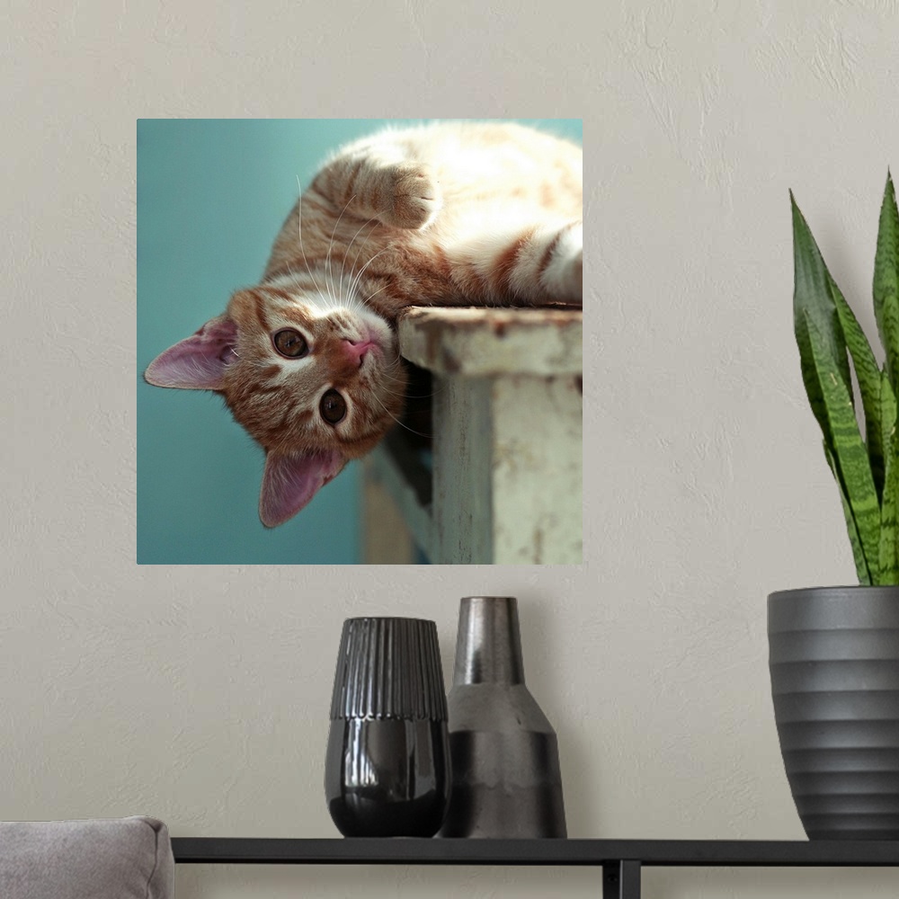 A modern room featuring Small ginger cat lying sideways on wooden table with his head leaning over the edge looking direc...