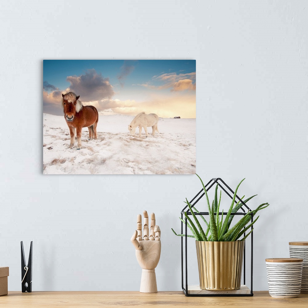 A bohemian room featuring Small Icelandic horses in snow during winter.