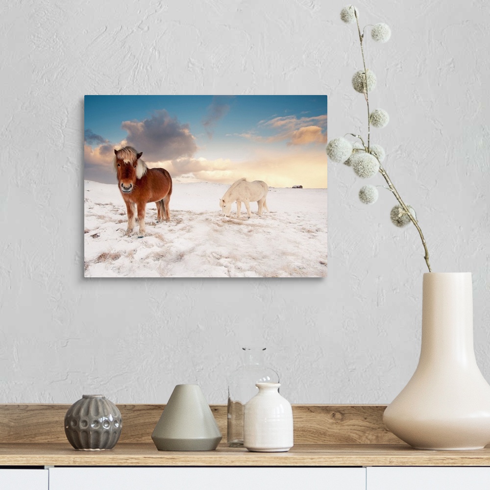 A farmhouse room featuring Small Icelandic horses in snow during winter.