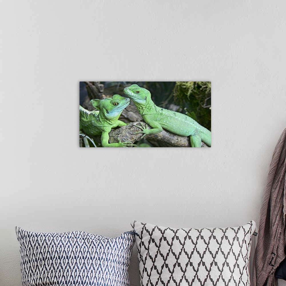 A bohemian room featuring Small iguanas, Germany