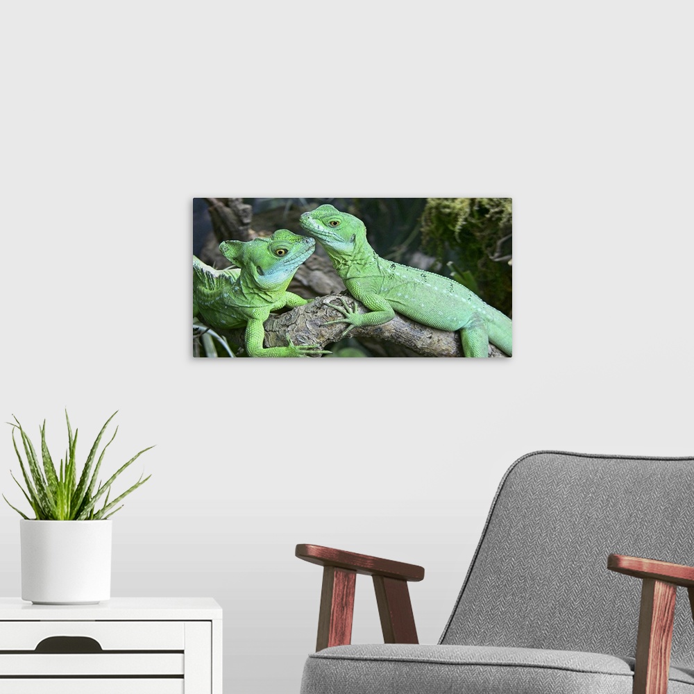 A modern room featuring Small iguanas, Germany