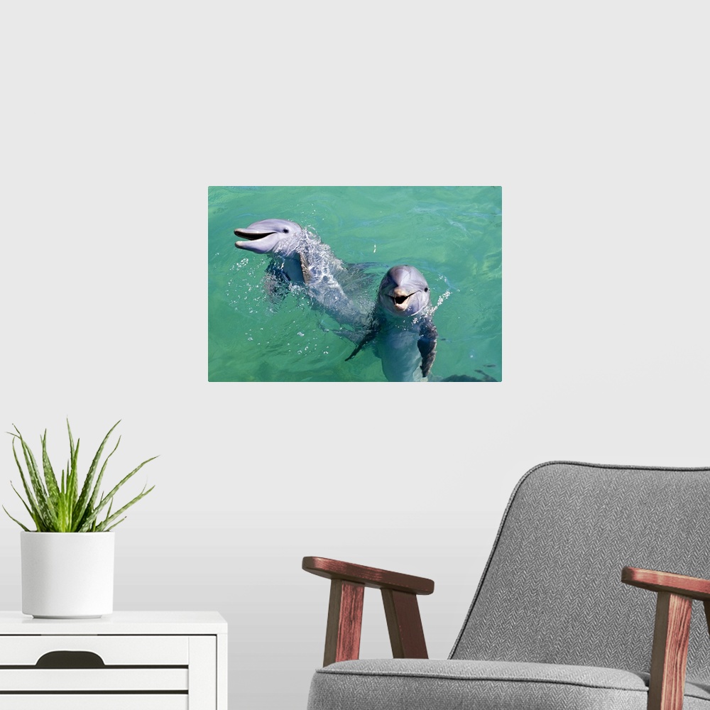 A modern room featuring Smiling dolphins