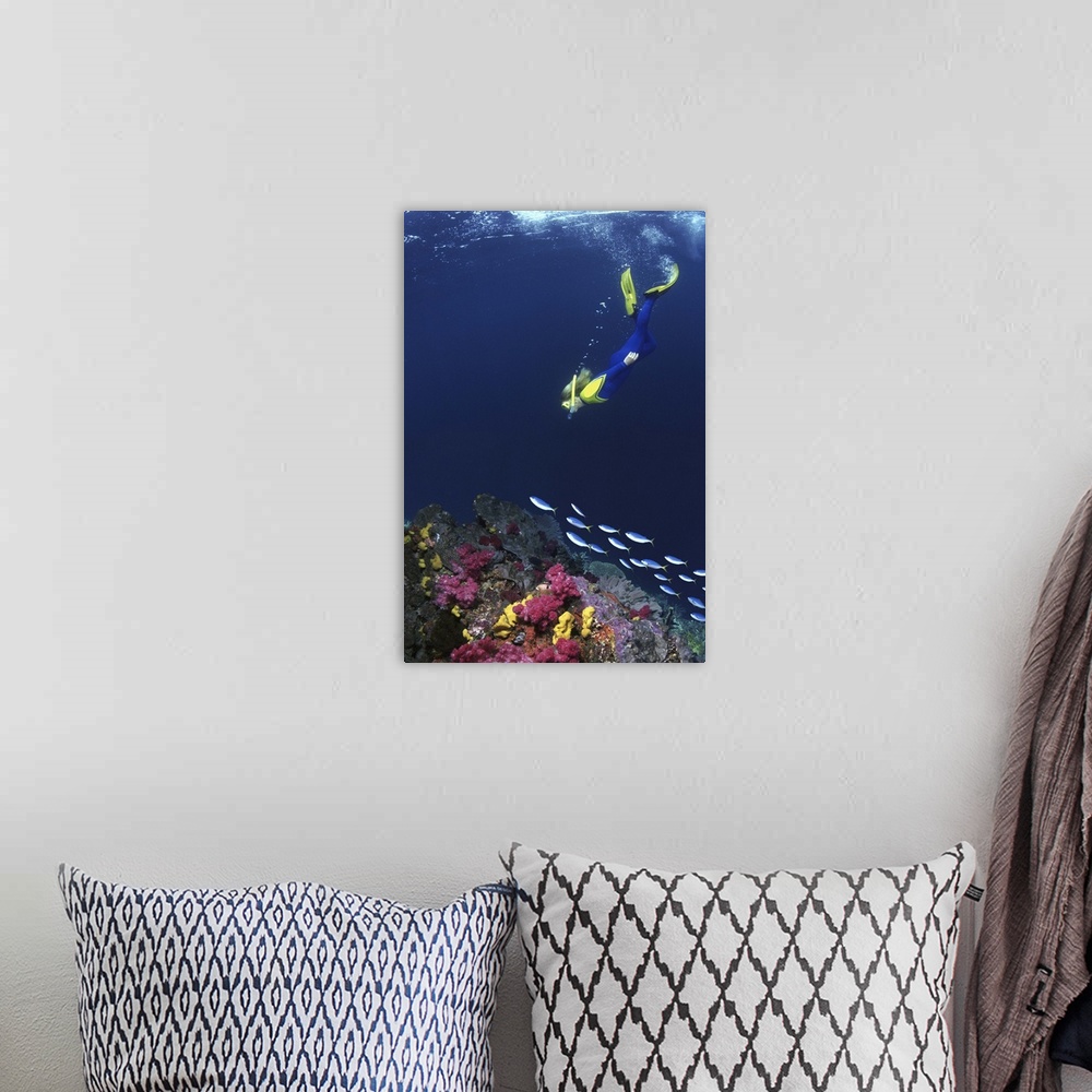 A bohemian room featuring SNORKERLER & COLORFUL REEF WITH FUSILIERS