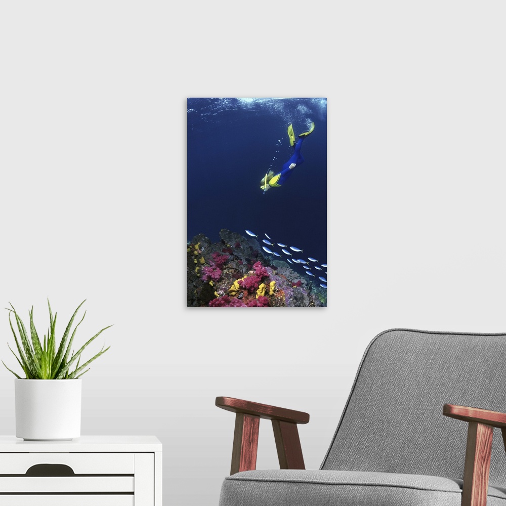 A modern room featuring SNORKERLER & COLORFUL REEF WITH FUSILIERS