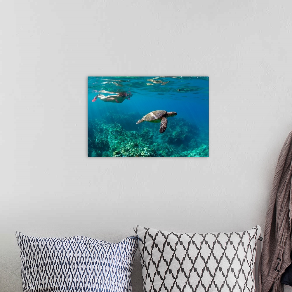 A bohemian room featuring Woman snorkeling with sea turtle underwater over coral reef in Wailea, Maui, Hawaii, USA.