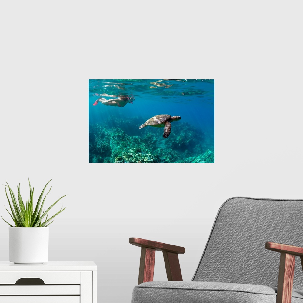 A modern room featuring Woman snorkeling with sea turtle underwater over coral reef in Wailea, Maui, Hawaii, USA.
