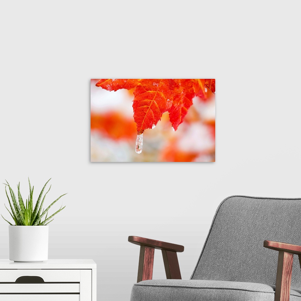 A modern room featuring Snow And Ice On An Autumn Vine Maple
