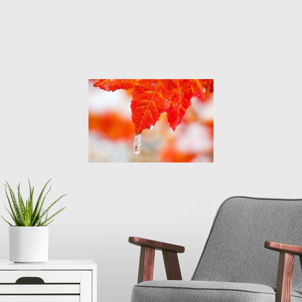 A modern room featuring Snow And Ice On An Autumn Vine Maple