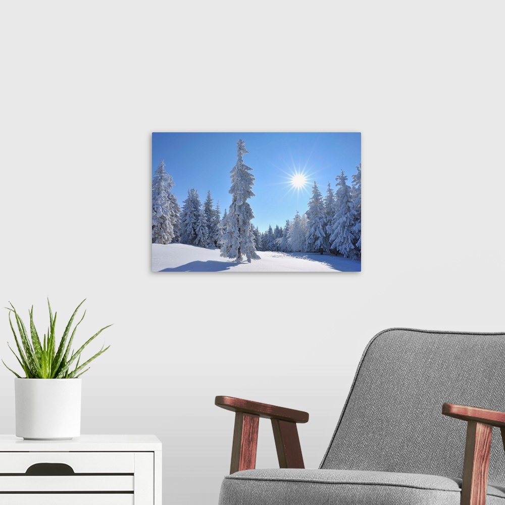 A modern room featuring Snow covered Conifer Trees with Sun, Winter, Grosser Beerberg, Suhl, Thuringia, Germany