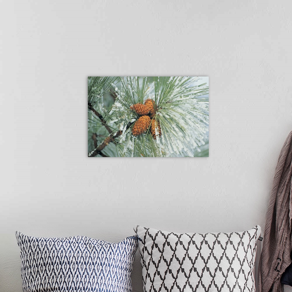 A bohemian room featuring Snow covered pine cones on branch