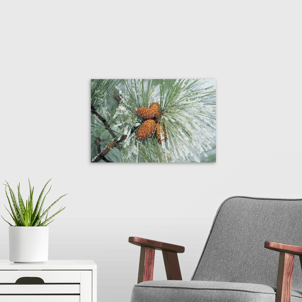 A modern room featuring Snow covered pine cones on branch