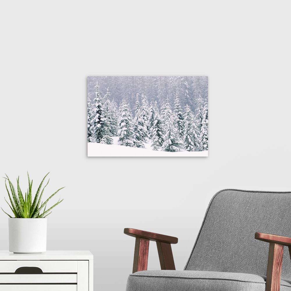 A modern room featuring Large, horizontal photograph of many pine trees within a snow covered landscape, their branches b...